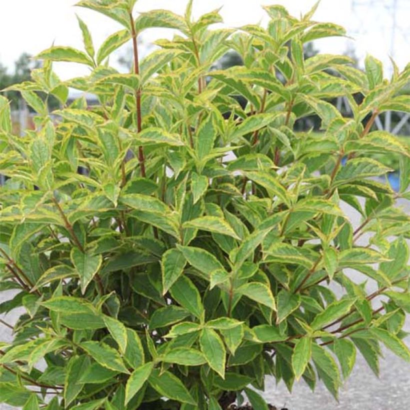 Weigela florida Brigela (Foliage)
