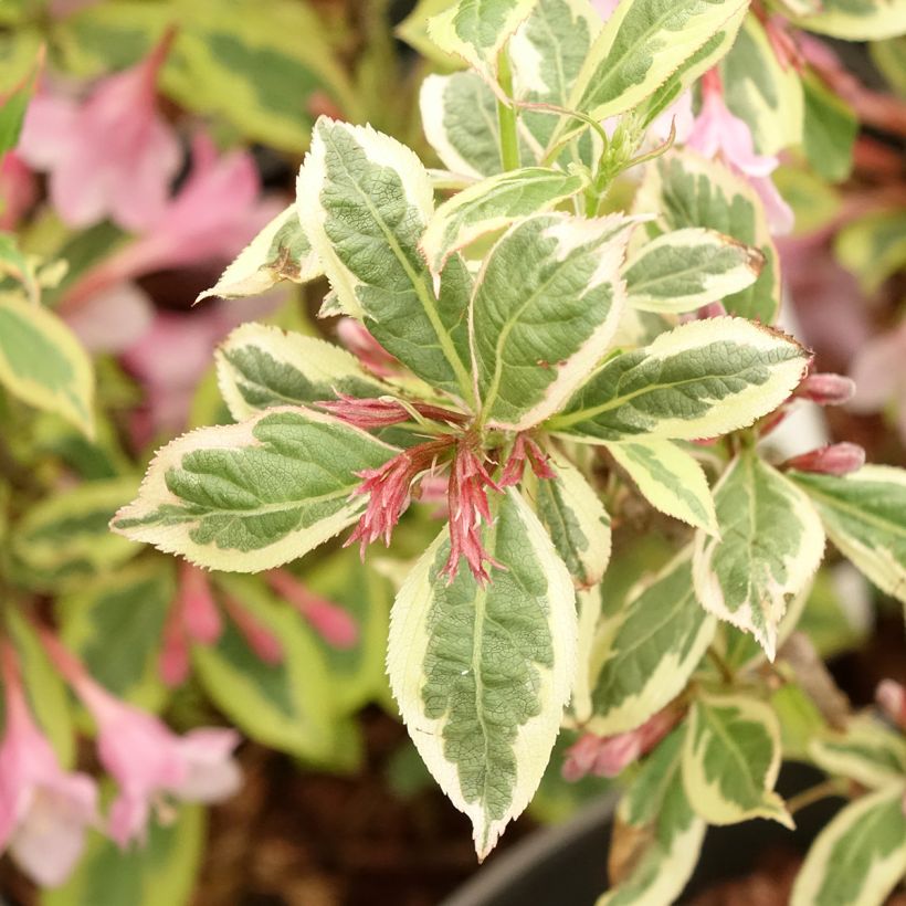 Weigela florida Magical Rainbow (Laub)