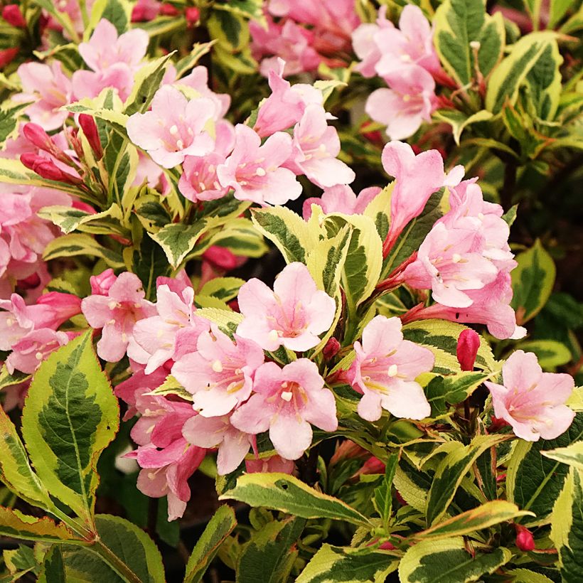 Weigela florida Magical Rainbow (Blüte)