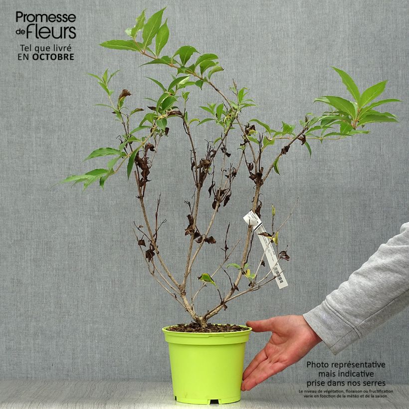 Exemplar von Weigela florida Marjorie Topf mit 2L/3L wie im Herbst geliefert