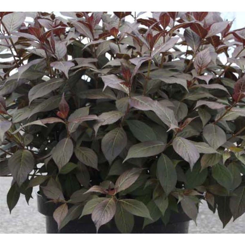 Weigela Minor Black (Foliage)