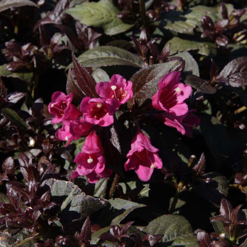 Weigela Minor Black (Flowering)