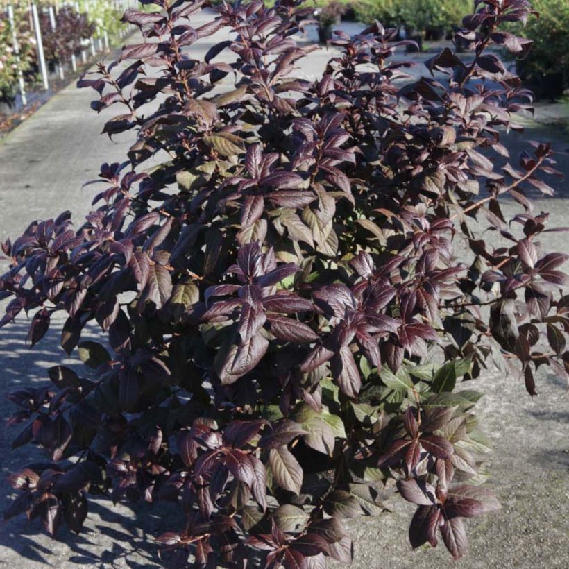 Weigela Minor Black (Plant habit)