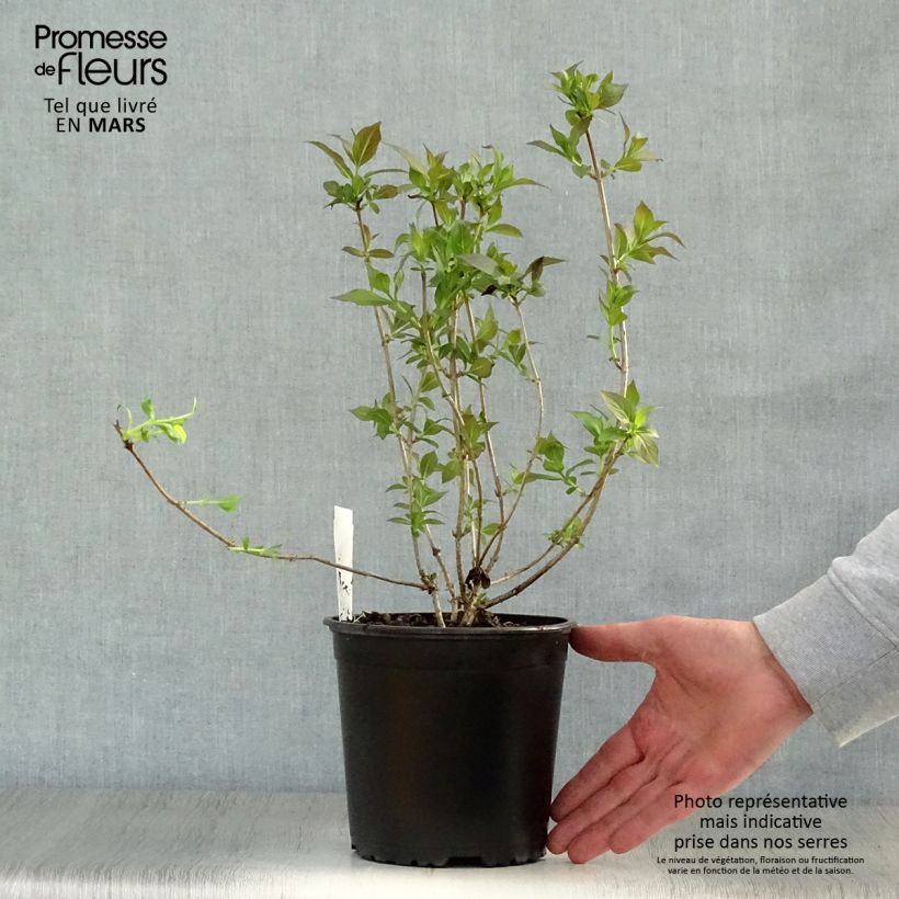 Example of Weigela Minor Black Topf mit 2L/3L as you get in printemps