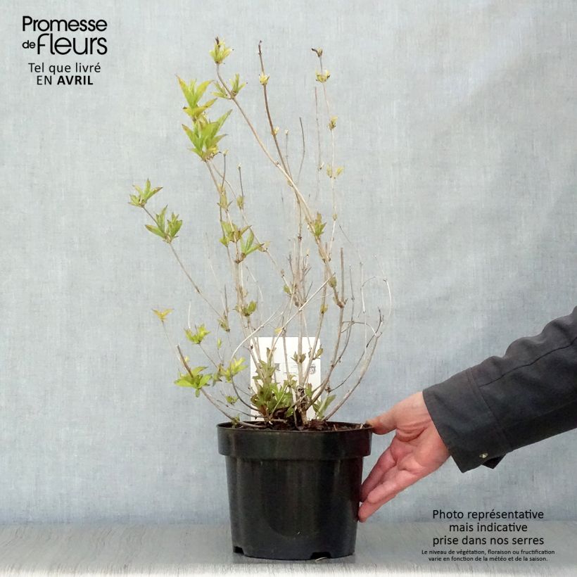 Example of Weigela florida Brigela Topf mit 2L/3L as you get in printemps