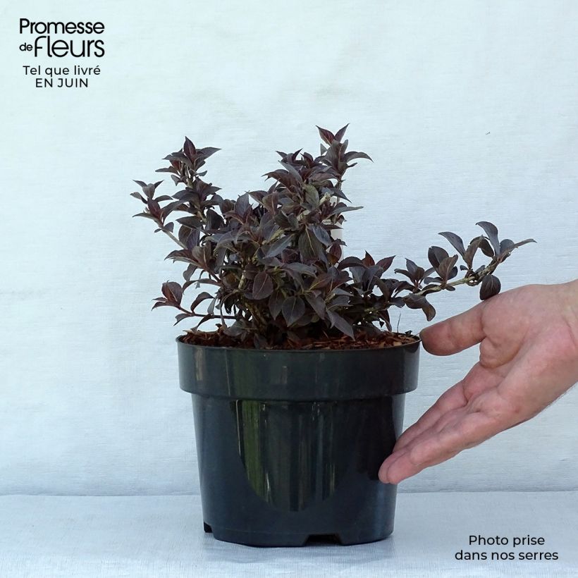 Exemplar von Weigela florida Nana Purpurea Topf mit 3L/4L wie im Sommer geliefert