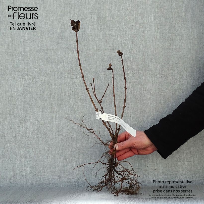 Exemplar von Weigela florida Nana Purpurea Wurzelnackt wie im Winter geliefert