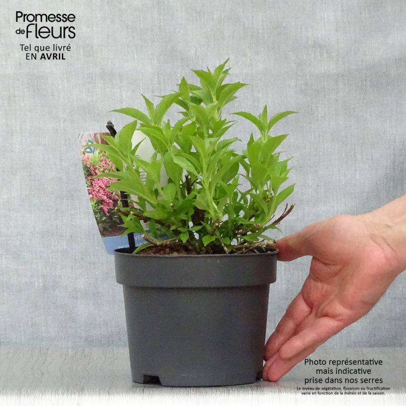 Example of Weigela Picobella Rosa Topf mit 2L/3L as you get in printemps