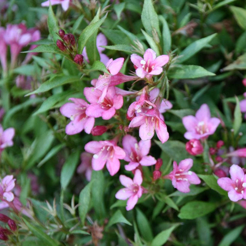 Weigela Picobella Rosa (Flowering)