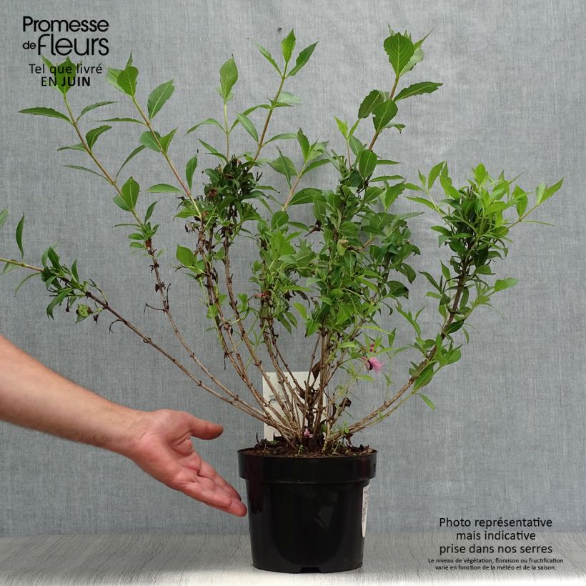 Exemplar von Weigela florida Pink Poppet Topf mit 3L/4L wie im Sommer geliefert