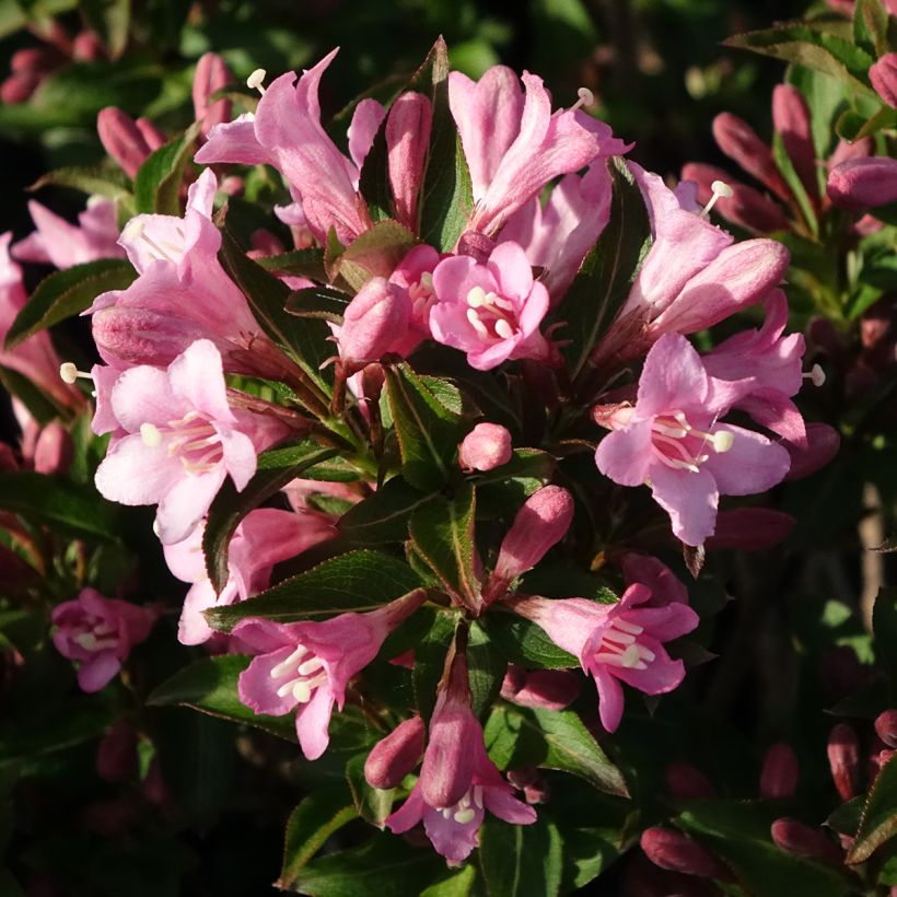 Weigela florida Pink Poppet (Blüte)