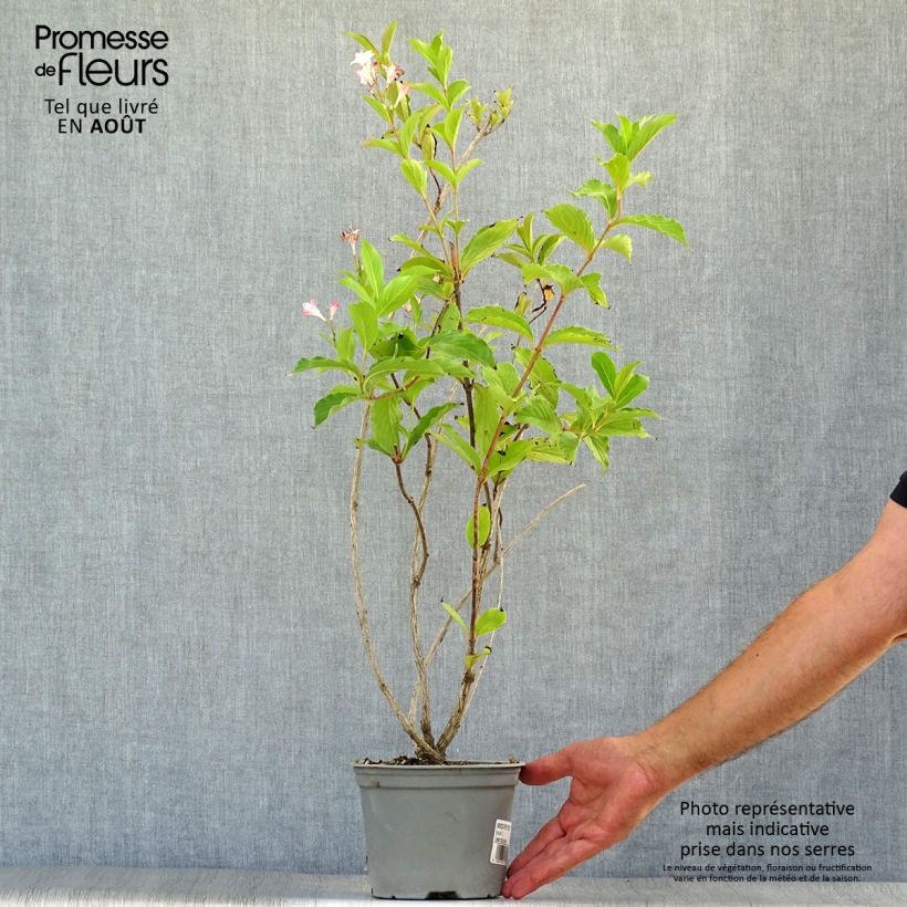 Exemplar von Weigela florida Rosea Topf mit 2L/3L wie im Sommer geliefert