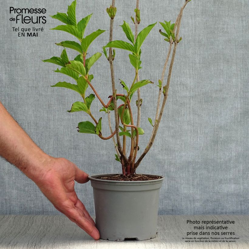 Example of Weigela florida Rosea Topf mit 2L/3L as you get in printemps