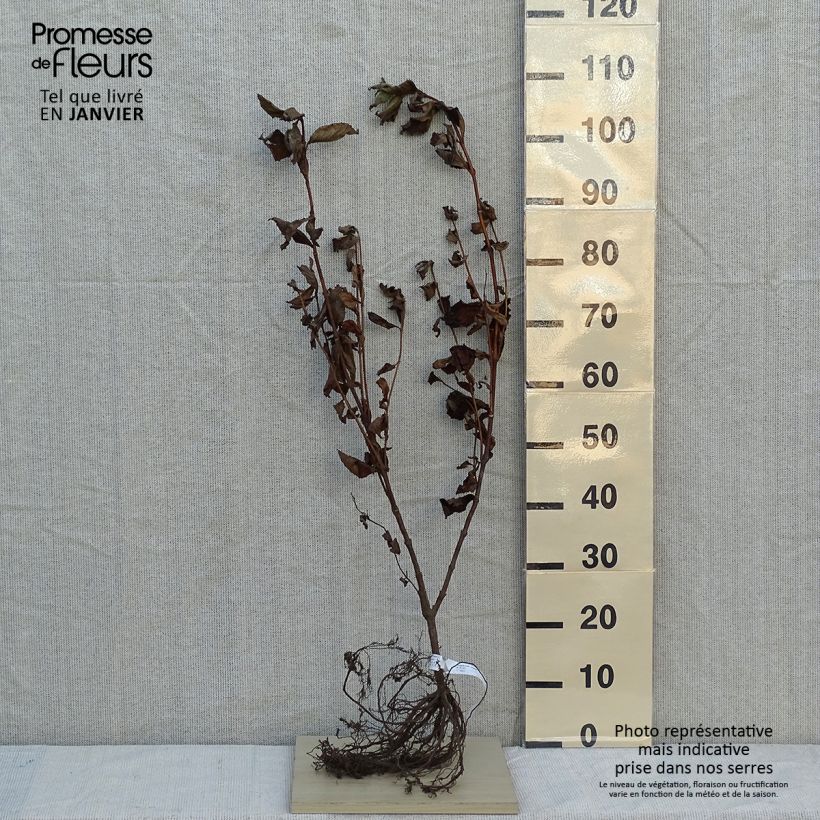 Example of Weigela florida Rosea Wurzelnackt as you get in hiver