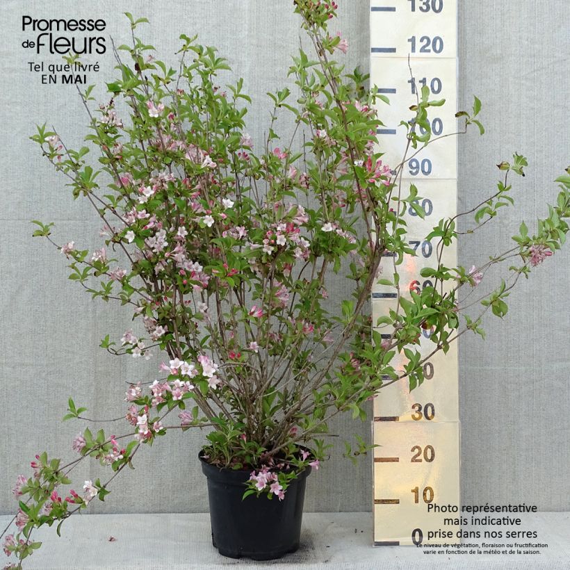 Example of Weigela florida Rosea Topf mit 7,5L/10L as you get in printemps