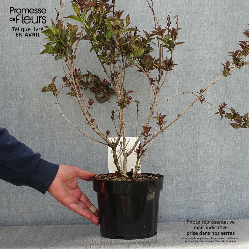 Example of Weigela florida Victoria Topf mit 2L/3L as you get in printemps