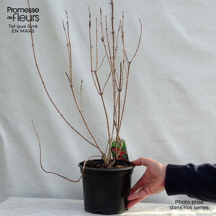 Example of Weigela Eva Rathke Topf mit 2L/3L as you get in printemps