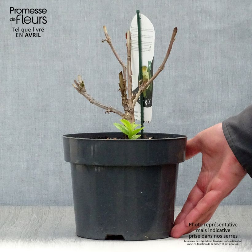 Example of Weigela middendorffiana - Middendorffs Weigelie Topf mit 3L/4L as you get in printemps