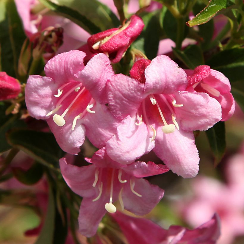 Weigela Stelzneri (Blüte)