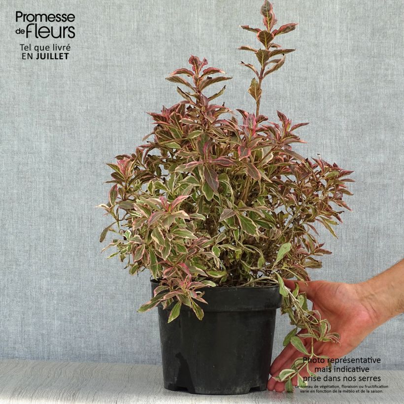Exemplar von Weigela florida Monet Verweig Topf mit 2L/3L wie im Sommer geliefert