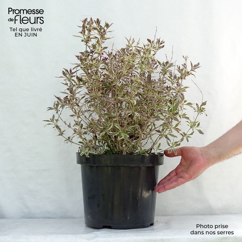 Exemplar von Weigela florida Monet Verweig Topf mit 7,5L/10L wie im Sommer geliefert