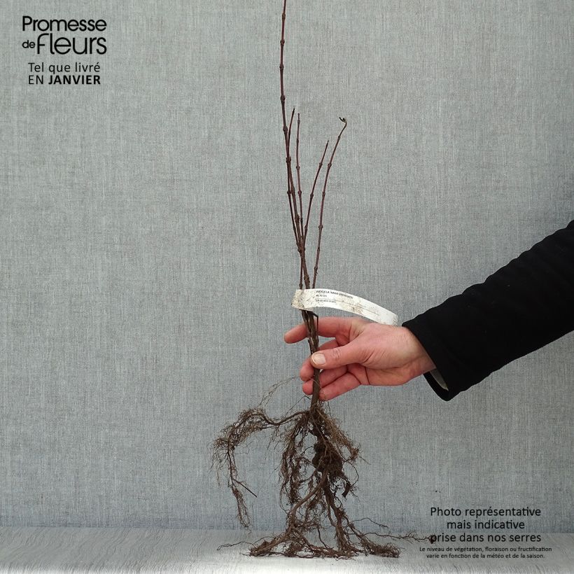 Exemplar von Weigela florida Nana Variegata Wurzelnackt wie im Winter geliefert