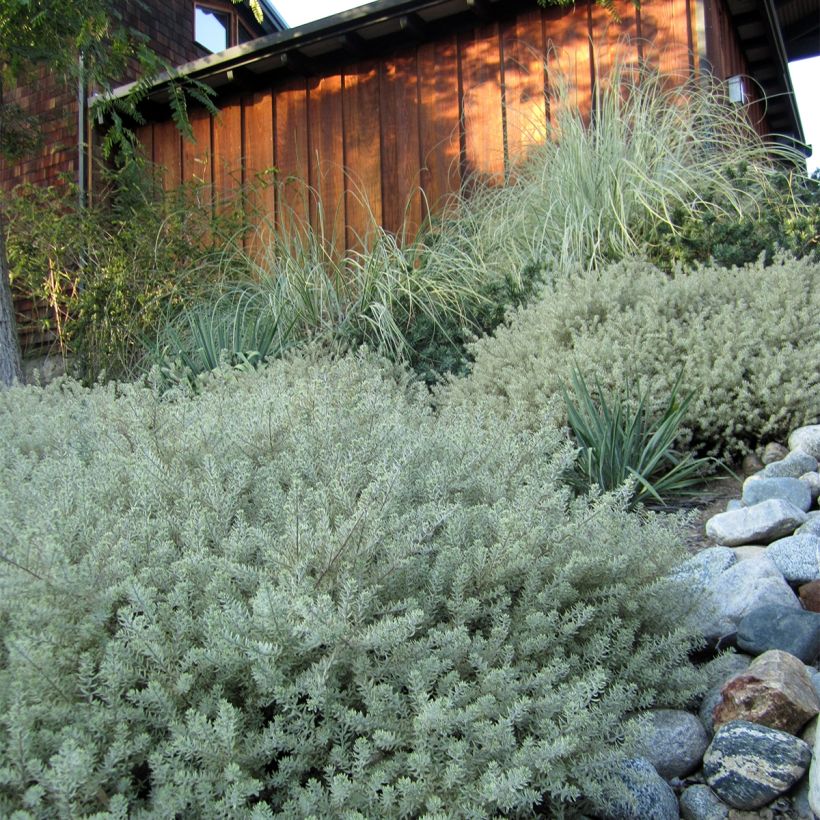 Westringia fruticosa Mundi - Australischer Rosmarin (Plant habit)