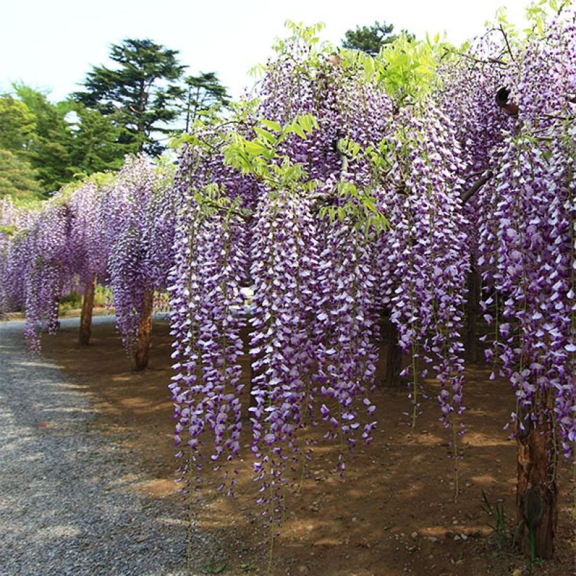 Wisteria floribunda Macrobotrys - Reichblütige Glyzinie (Wuchs)
