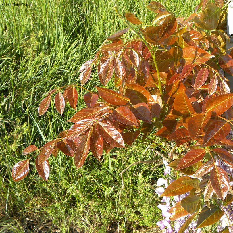 Wisteria sinensis Blue Line - Chinesische Glyzinie (Laub)