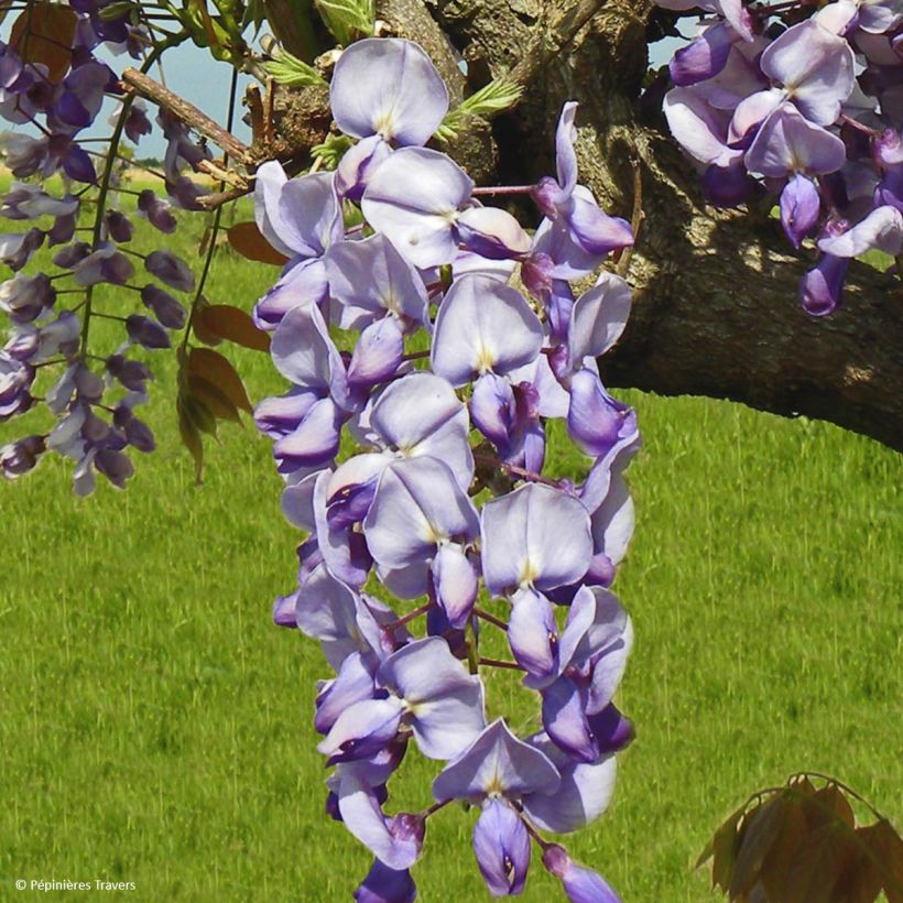 Wisteria sinensis Blue Line - Chinesische Glyzinie (Blüte)