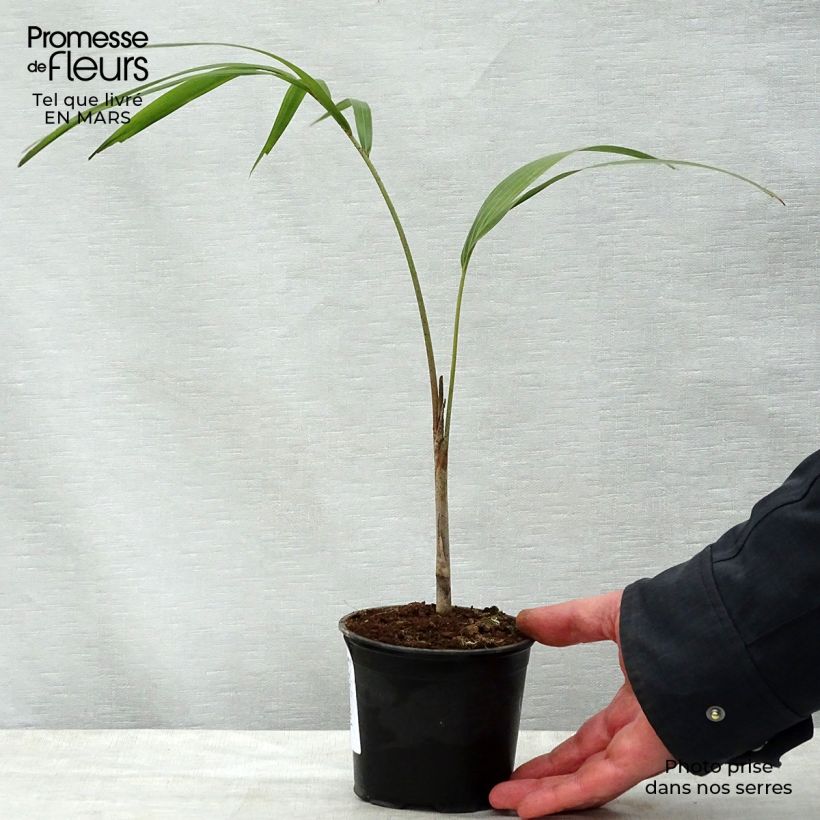 Example of Wodyetia bifurcata - Fuchsschwanzpalme Topf mit 20L/25L as you get in printemps