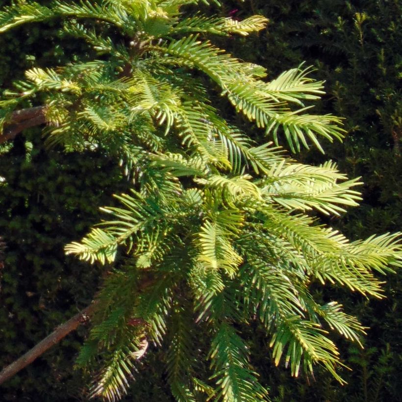 Wollemia nobilis - Wollemie (Foliage)