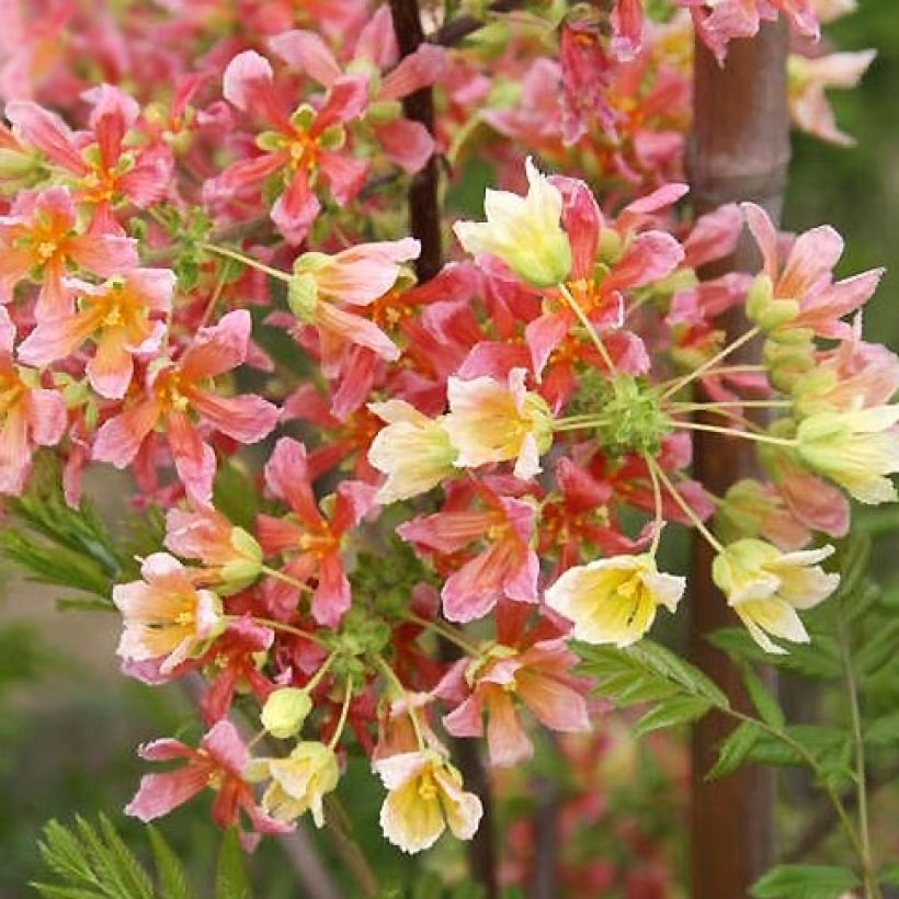 Xanthoceras sorbifolium HAPPY Orange - Gelbhorn (Blüte)