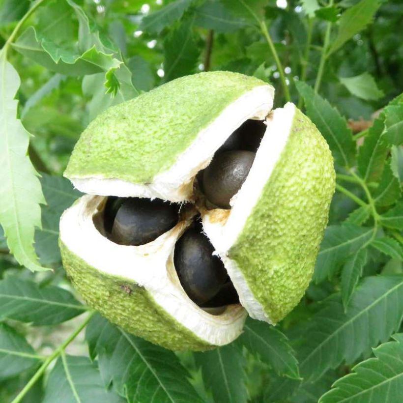 Xanthoceras sorbifolium HAPPY Orange - Gelbhorn (Ernte)