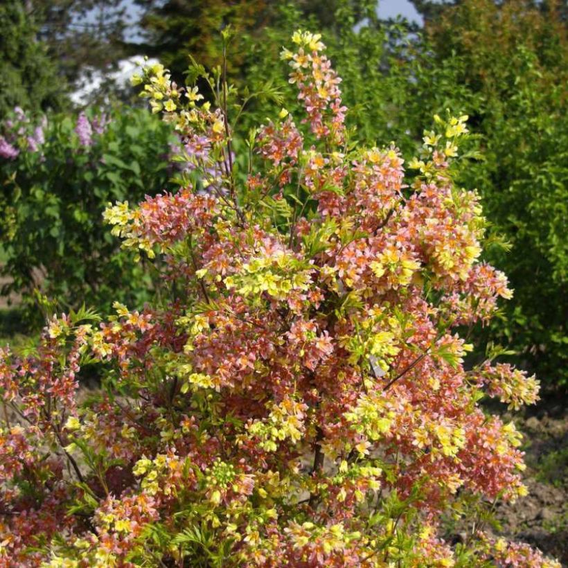 Xanthoceras sorbifolium HAPPY Orange - Gelbhorn (Wuchs)