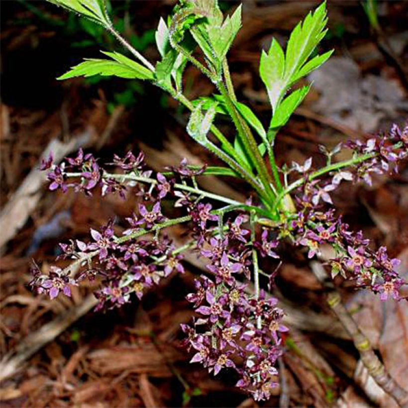 Xanthorhiza simplicissima - Gelbwurz (Blüte)