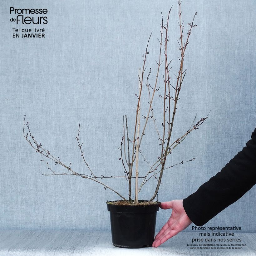 Exemplar von Xanthorhiza simplicissima - Gelbwurz Topf mit 2L/3L wie im Winter geliefert