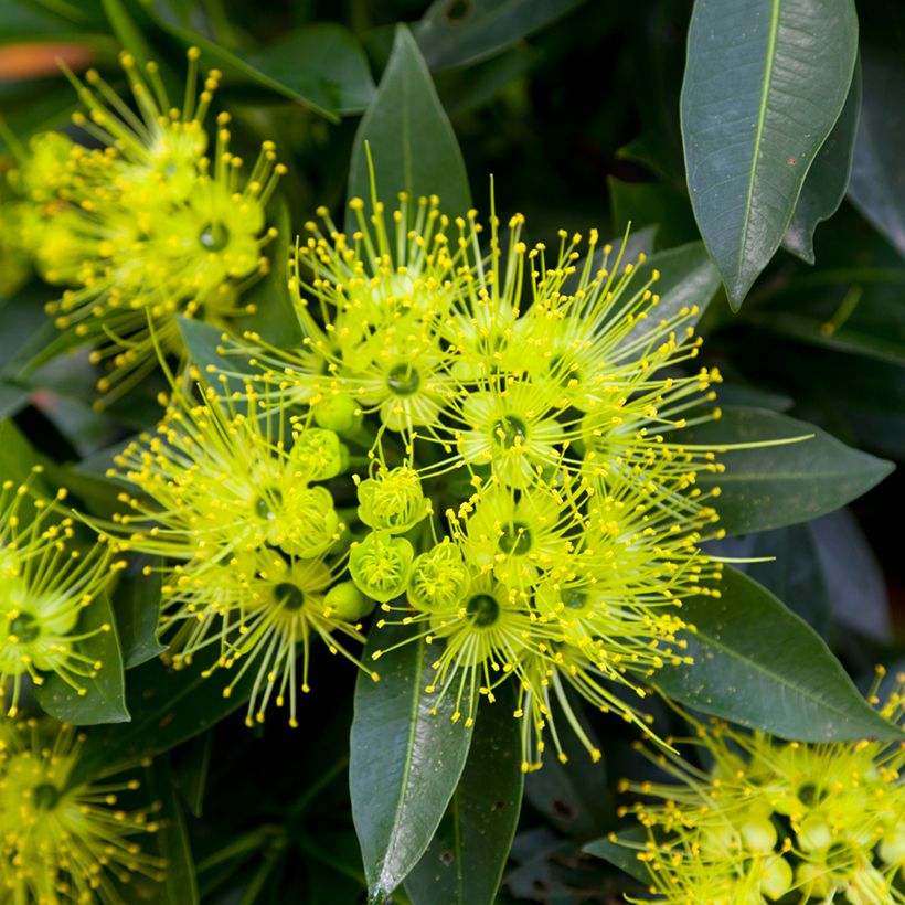 Xanthostemon chrysanthus - Penda doré (Blüte)