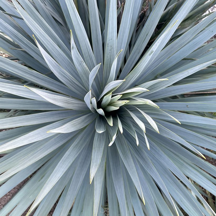 Yucca French Flag - Palmlilie (Foliage)