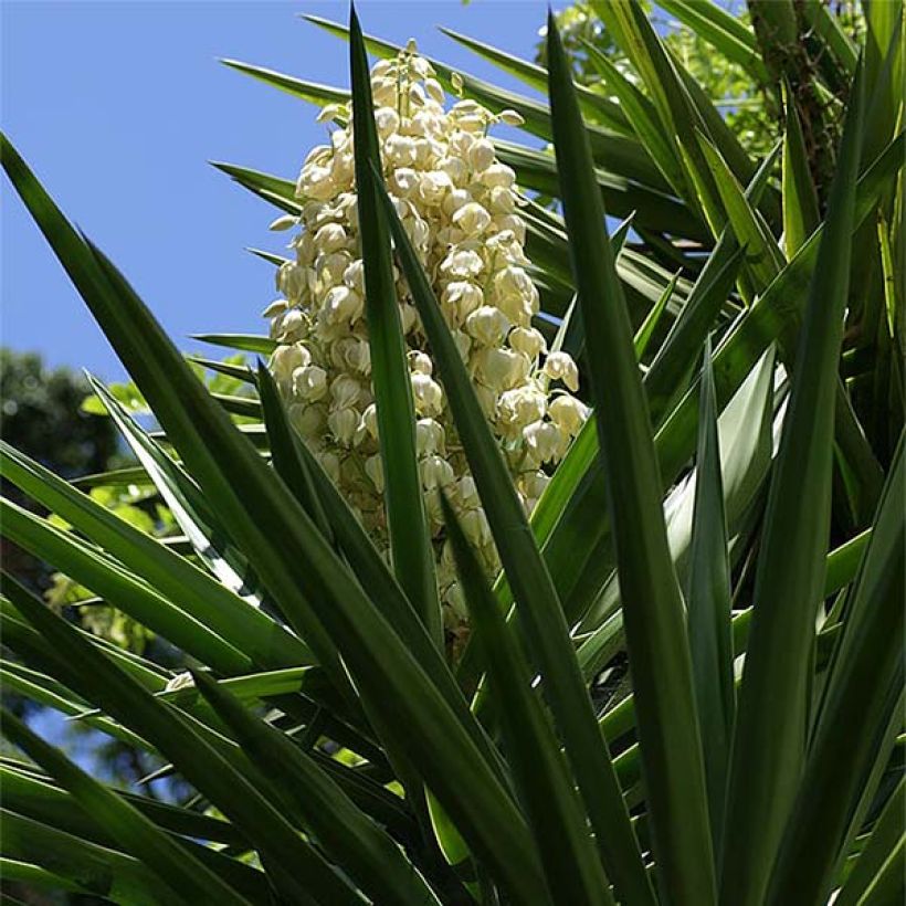 Yucca aloifolia - Graue Palmlilie (Blüte)