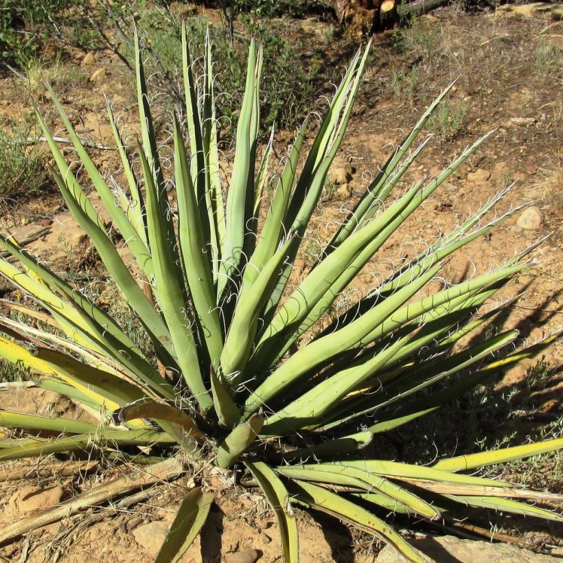Yucca baccata - Blaue Palmlilie (Foliage)