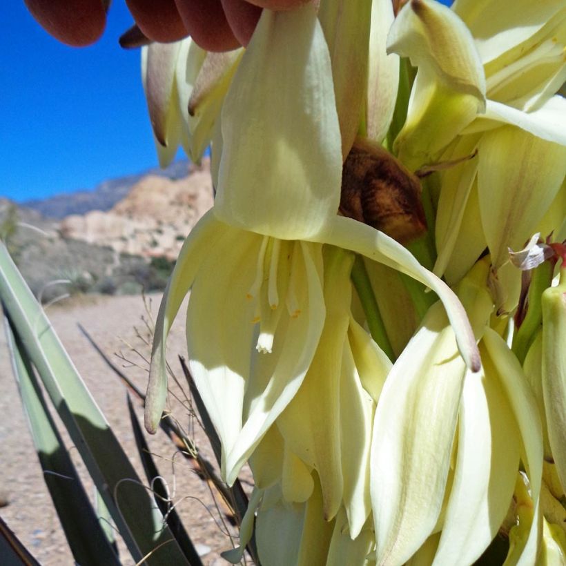 Yucca baccata - Blaue Palmlilie (Flowering)