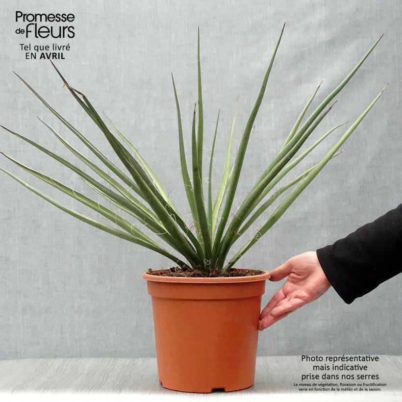 Example of Yucca baccata - Blaue Palmlilie Topf mit 7,5L/10L as you get in printemps