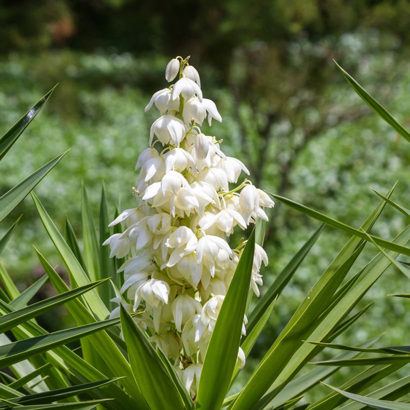 Yucca elephantipes - Riesen-Palmlilie (Flowering)