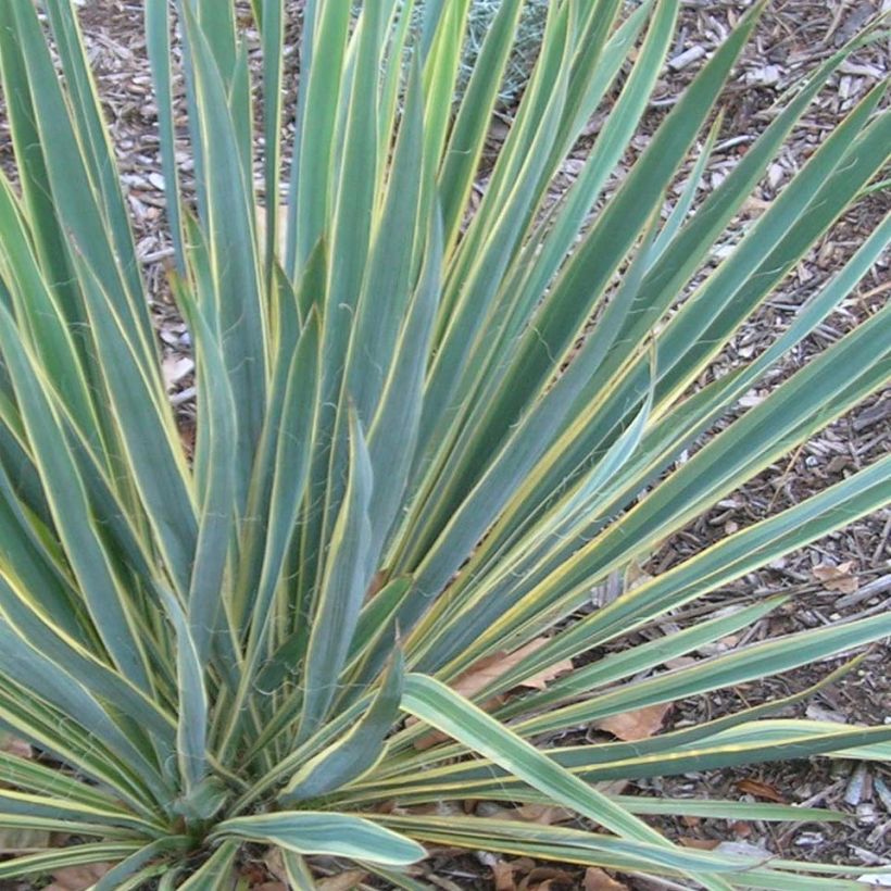 Yucca filamentosa Bright Edge - Fädige Palmlilie (Foliage)