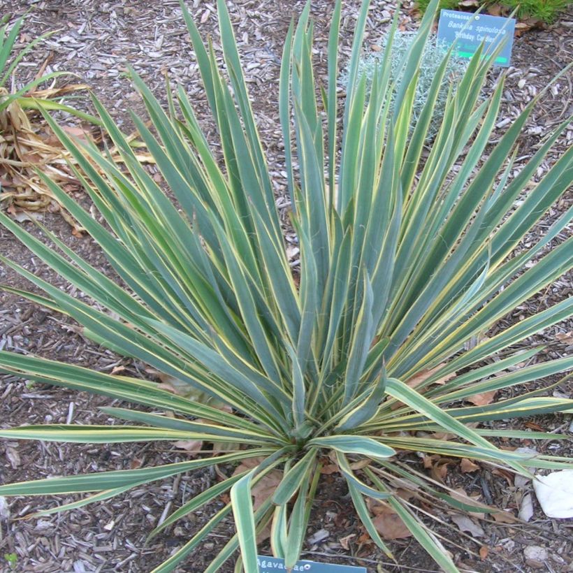 Yucca filamentosa Bright Edge - Fädige Palmlilie (Plant habit)