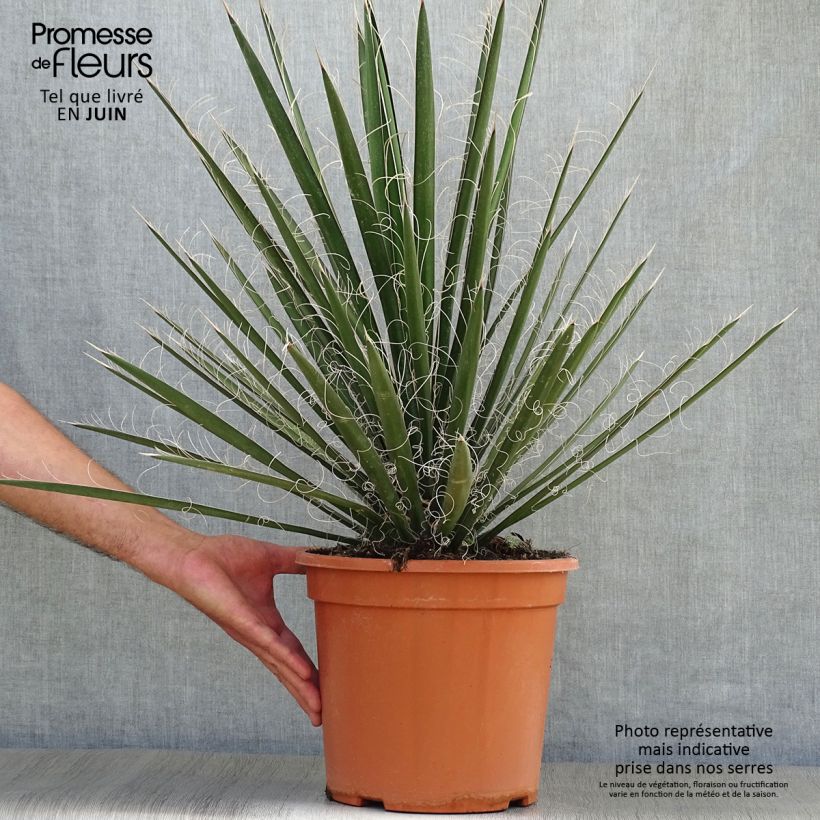 Exemplar von Yucca filifera - Palmlilie Topf mit 7,5L/10L wie im Sommer geliefert