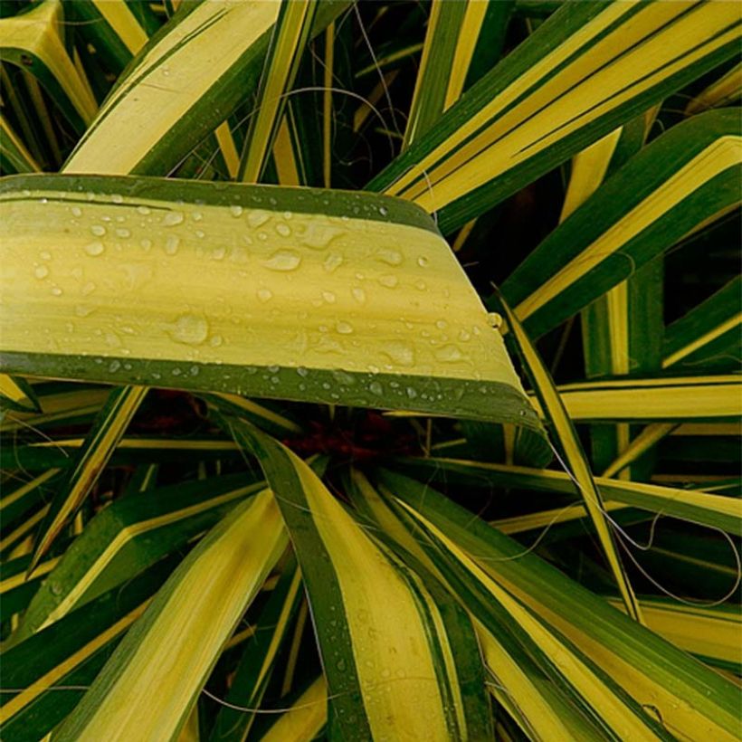 Yucca flaccida Golden Sword - Schlaffe Palmlilie (Foliage)