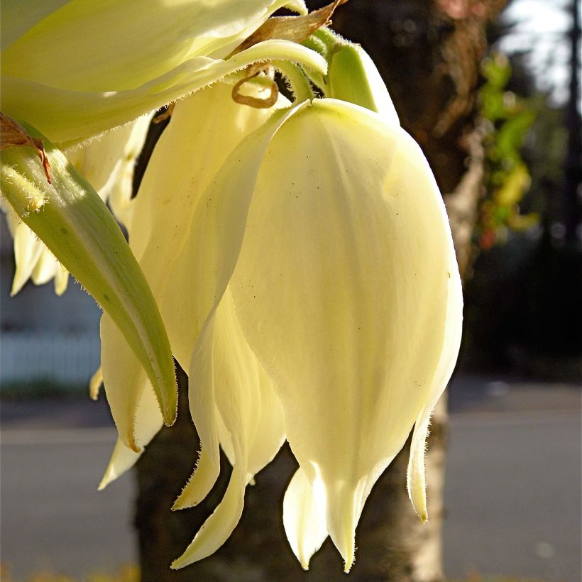 Yucca flaccida Golden Sword - Schlaffe Palmlilie (Flowering)
