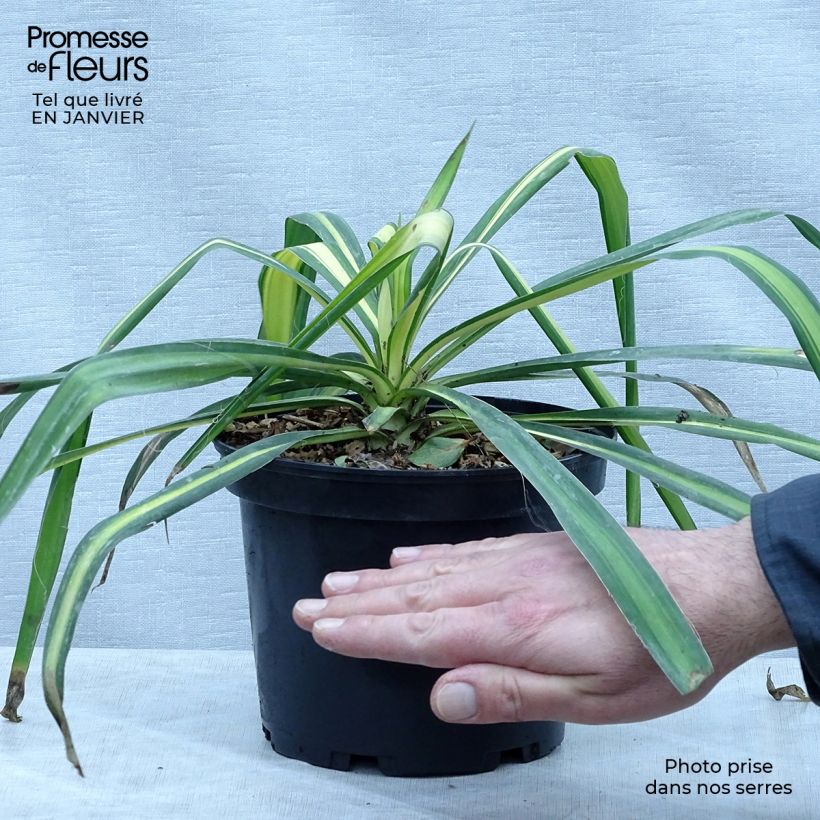 Example of Yucca flaccida Golden Sword - Schlaffe Palmlilie Topf mit 2L/3L as you get in hiver